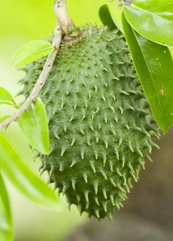 Thai_Sugar_Apple_Grafted_Fruit_Plant