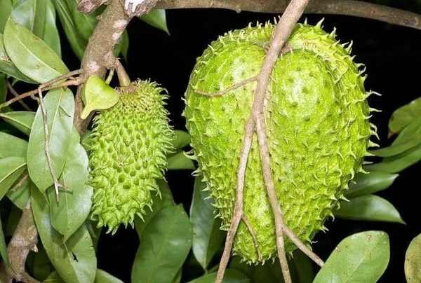 Thai_Sugar_Apple_Grafted_Fruit_Plant