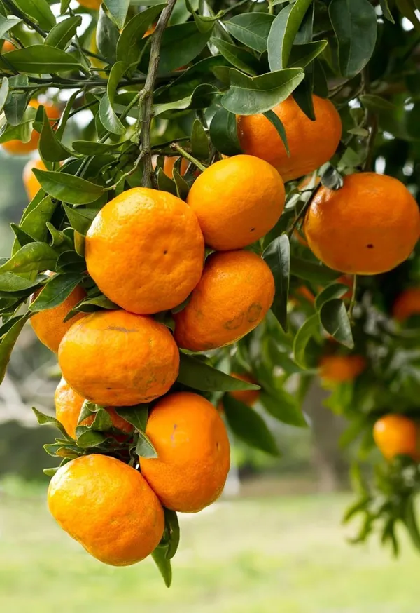 Mandarin_Tree_Live_Plant