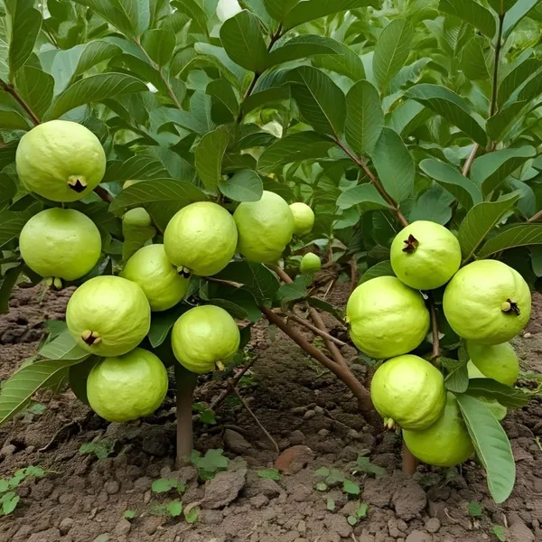 Guava_Grafted_Fruit_Plant
