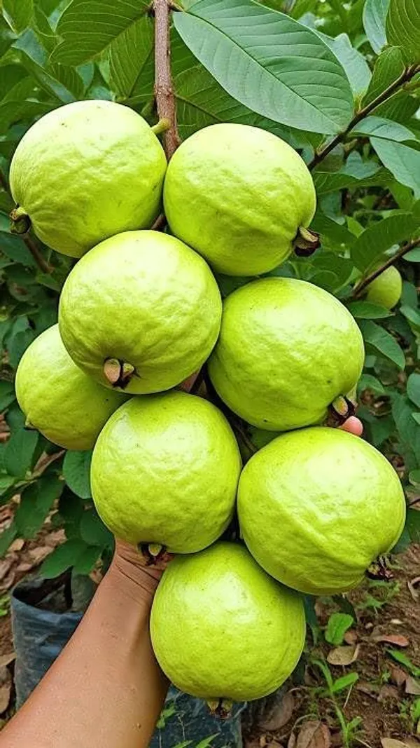 Guava_Grafted_Fruit_Plant