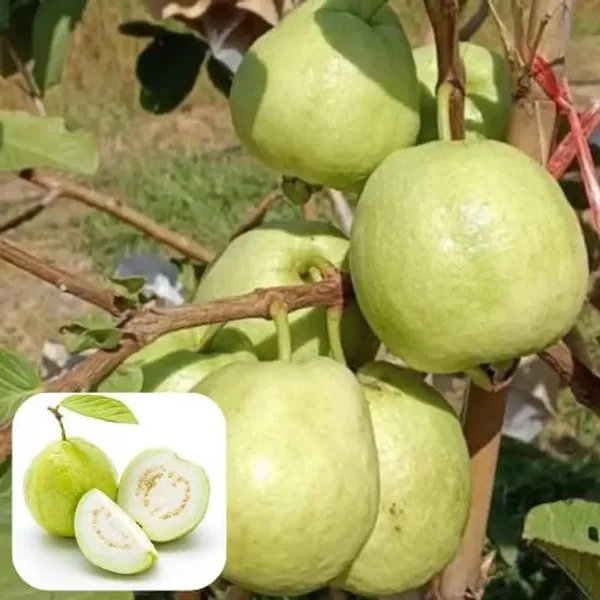 Guava_Grafted_Fruit_Plant