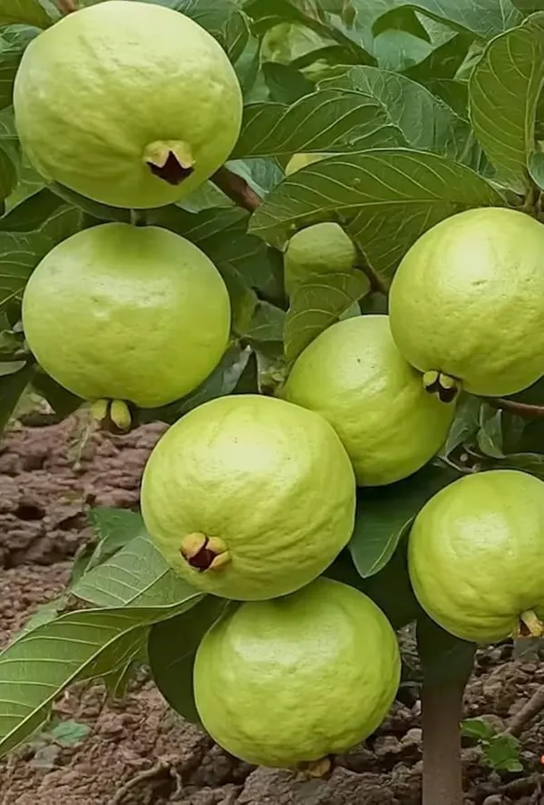 Guava_Grafted_Fruit_Plant