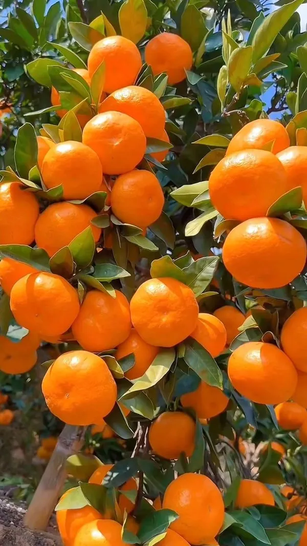 Kinnow_Orange_Grafted_Fruit_Plant