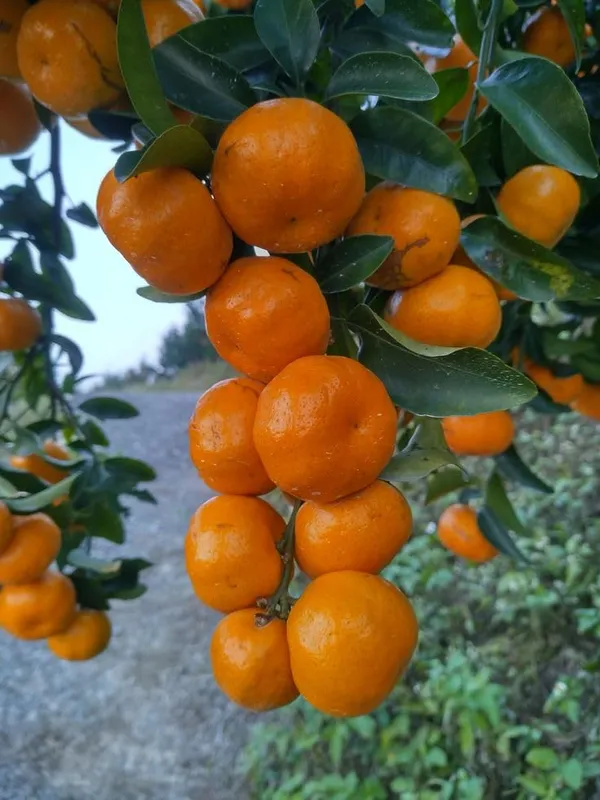 Kinnow_Orange_Grafted_Fruit_Plant
