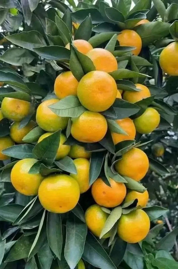 Kinnow_Orange_Grafted_Fruit_Plant