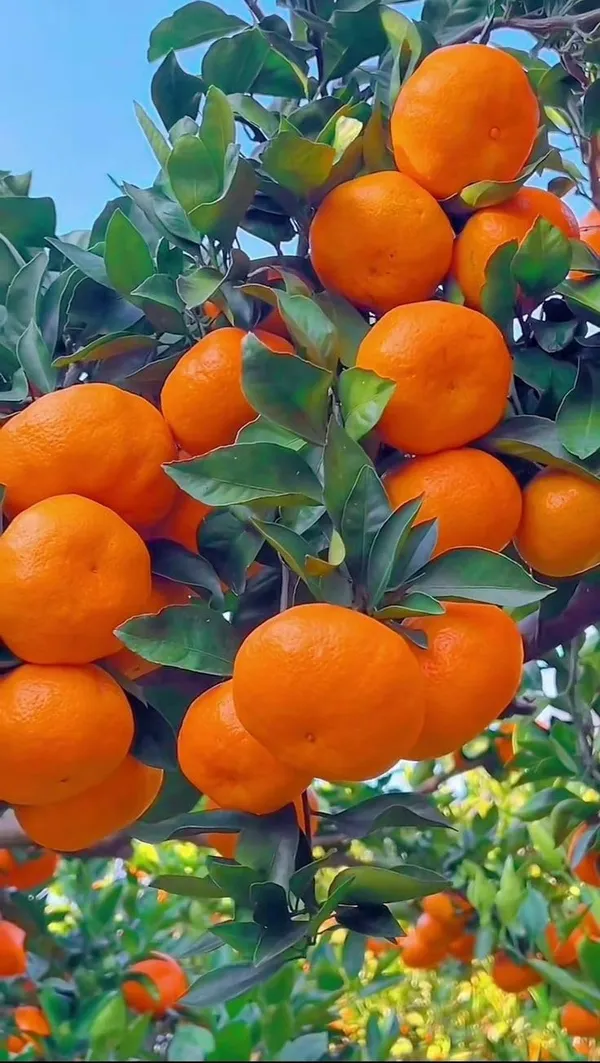 Kinnow_Orange_Grafted_Fruit_Plant