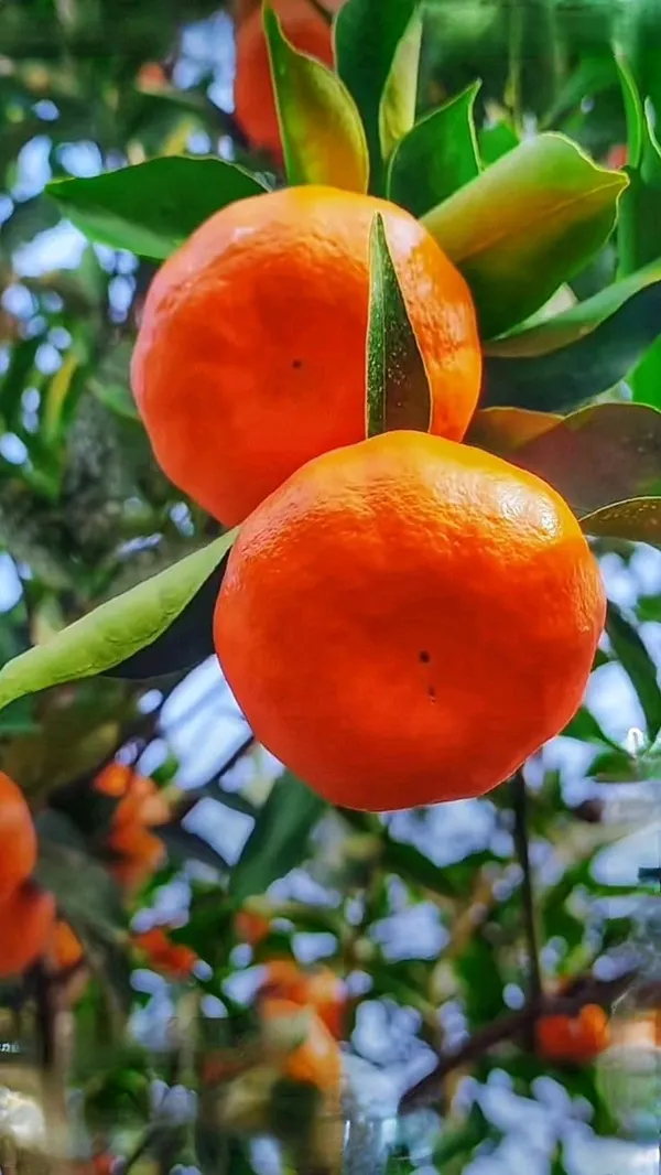 Kinnow_Orange_Grafted_Fruit_Plant
