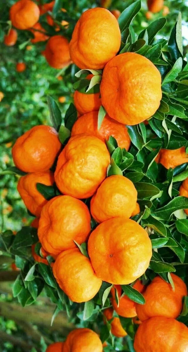 Grafted_Orange_Fruit_Plant