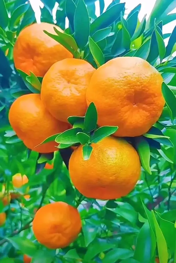 Grafted_Orange_Fruit_Plant