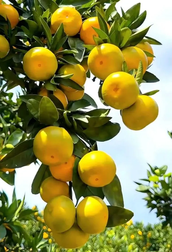 Grafted_Orange_Fruit_Plant