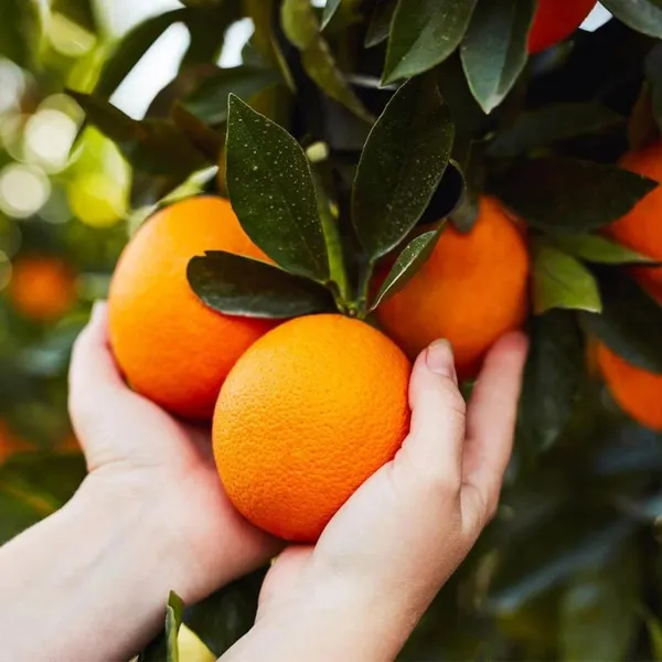 Valencia_Orange_Tree
