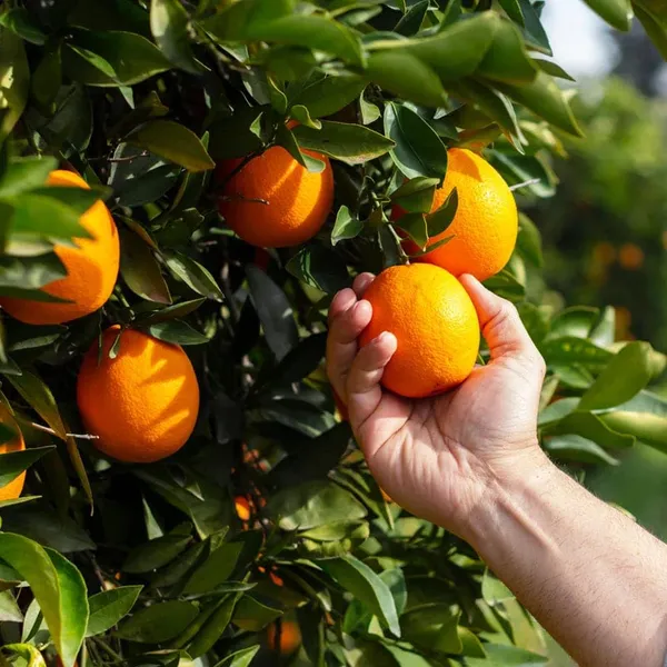 Valencia_Orange_Tree