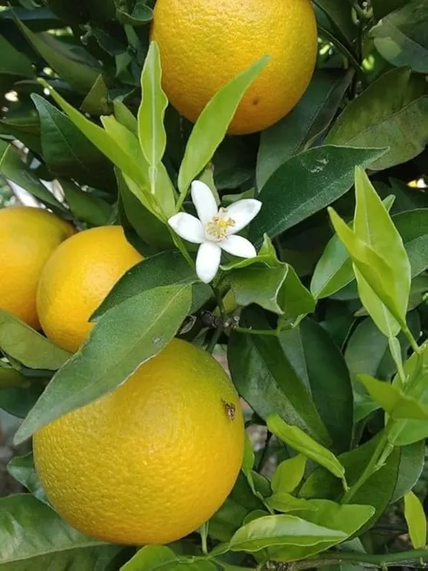 Grafted_Lime_Fruit_Plant