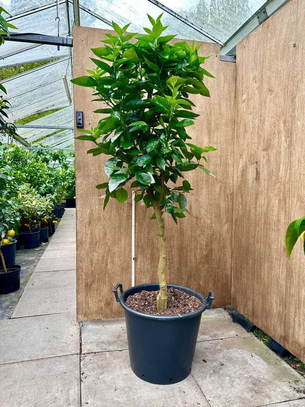 Grafted_Lime_Fruit_Plant