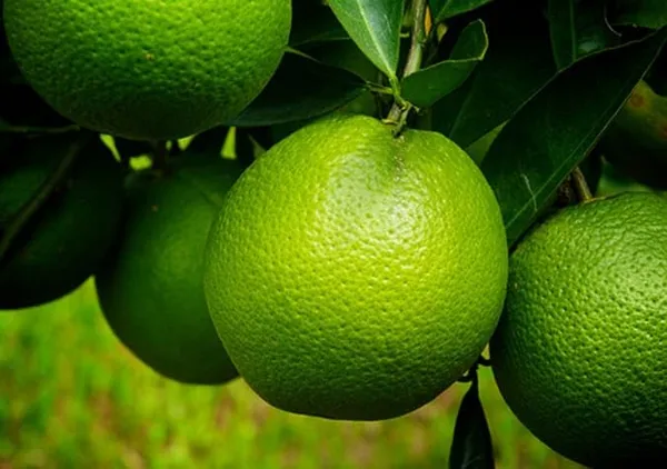 Grafted_Lime_Fruit_Plant