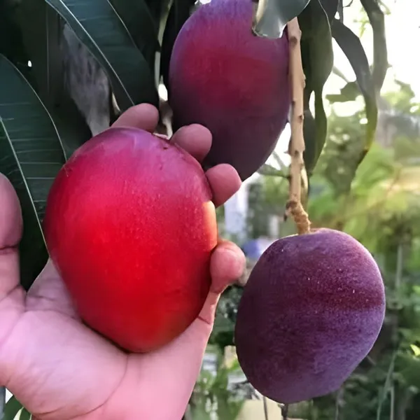 Mango_Fruit_Plant
