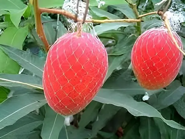 Mango_Fruit_Plant