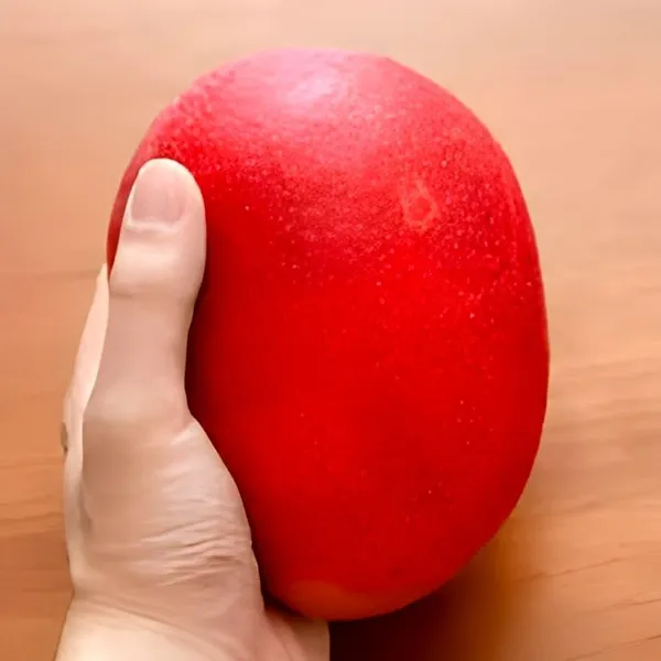 Mango_Fruit_Plant