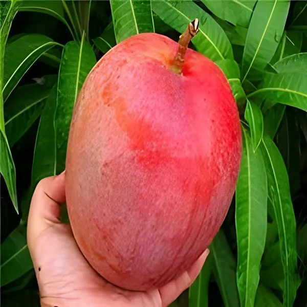 Mango_Fruit_Plant