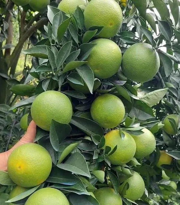 Valencia_Orange_Grafted_Fruit_Plant