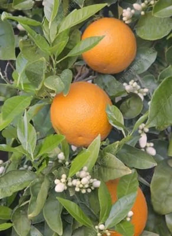 Valencia_Orange_Grafted_Fruit_Plant