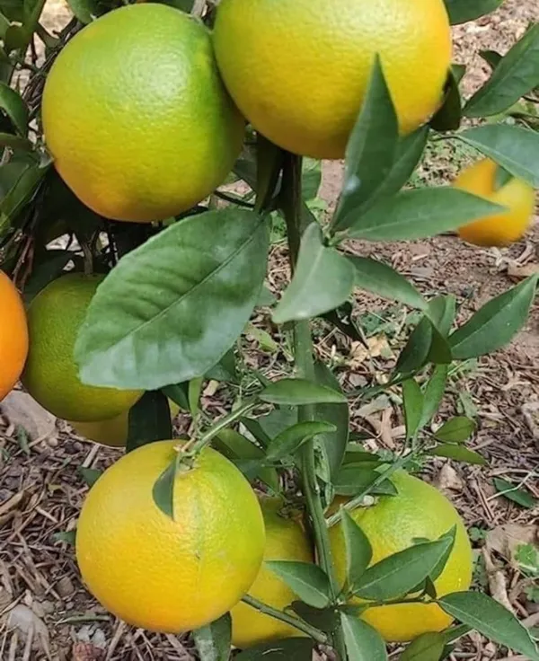 Valencia_Orange_Grafted_Fruit_Plant