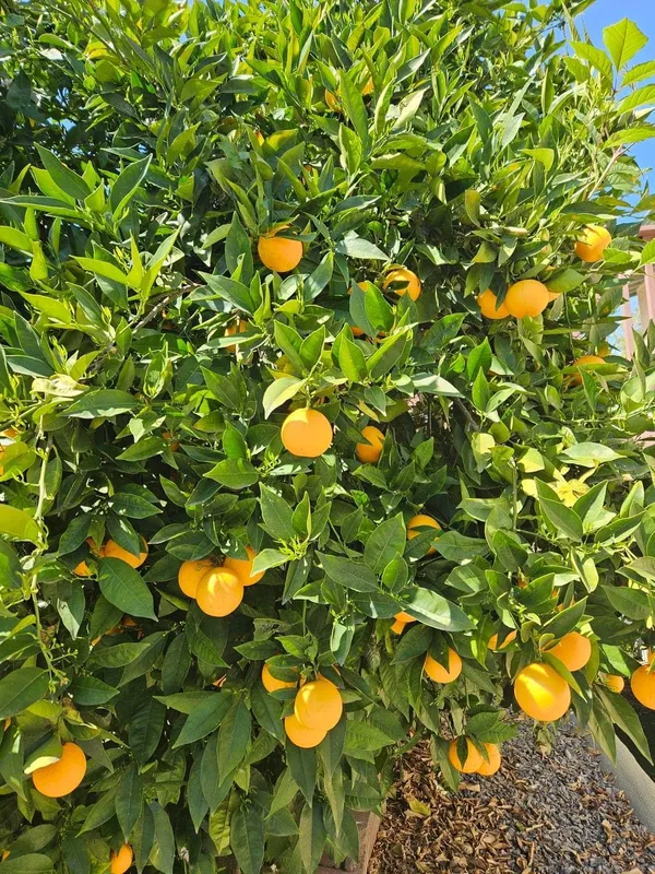 Valencia_Orange_Grafted_Fruit_Plant