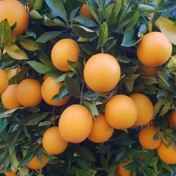 Valencia_Orange_Grafted_Fruit_Plant
