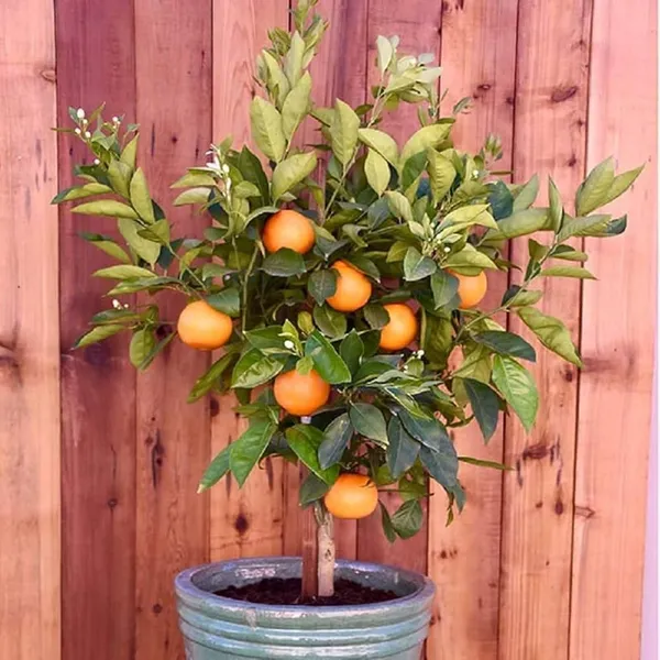 Valencia_Orange_Grafted_Fruit_Plant