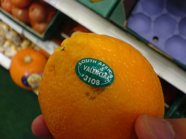 Valencia_Orange_Plant
