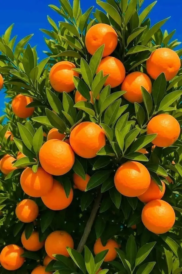 Valencia_Orange_Plant