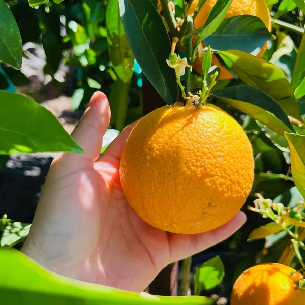 Valencia_Orange_Plant