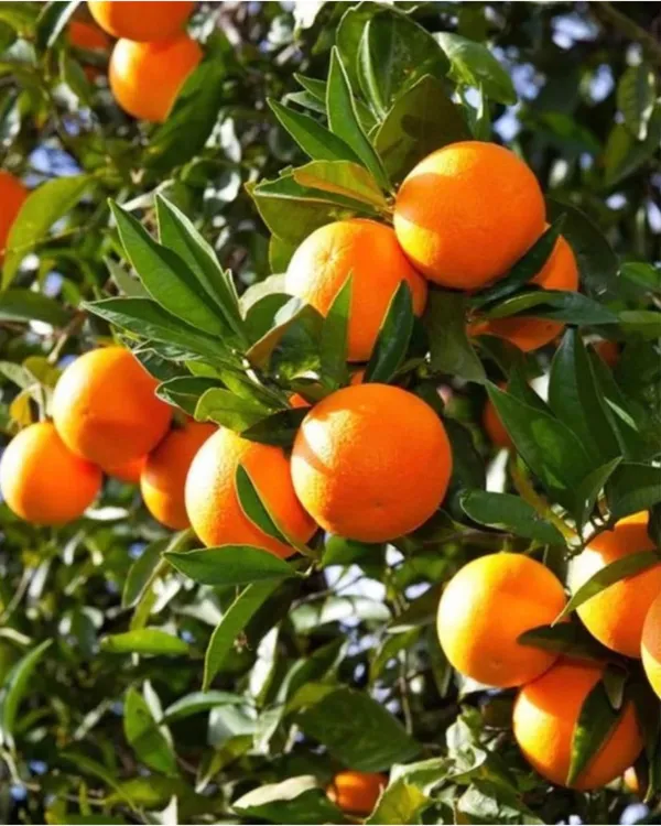 Valencia_Orange_Tree
