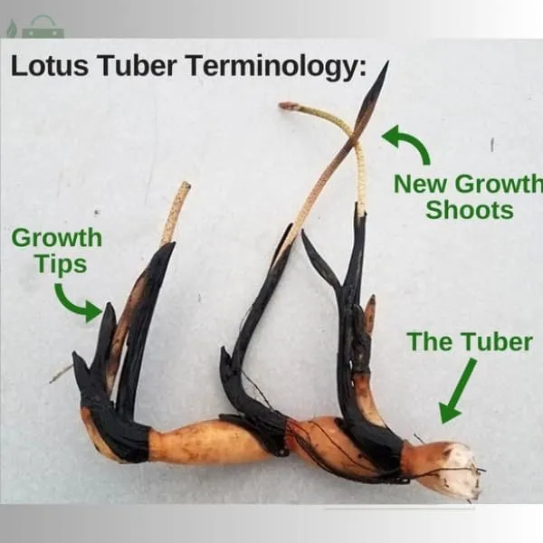 Lotus_Tuber_Plant_For_Water_Garden