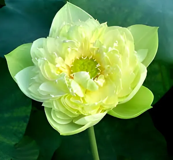 Lotus_Tuber_Plant_For_Water_Garden