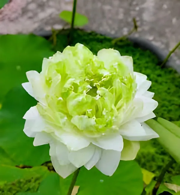 Lotus_Tuber_Plant_For_Water_Garden