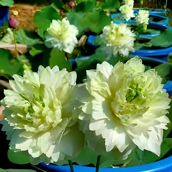 Lotus_Tuber_Plant_For_Water_Garden
