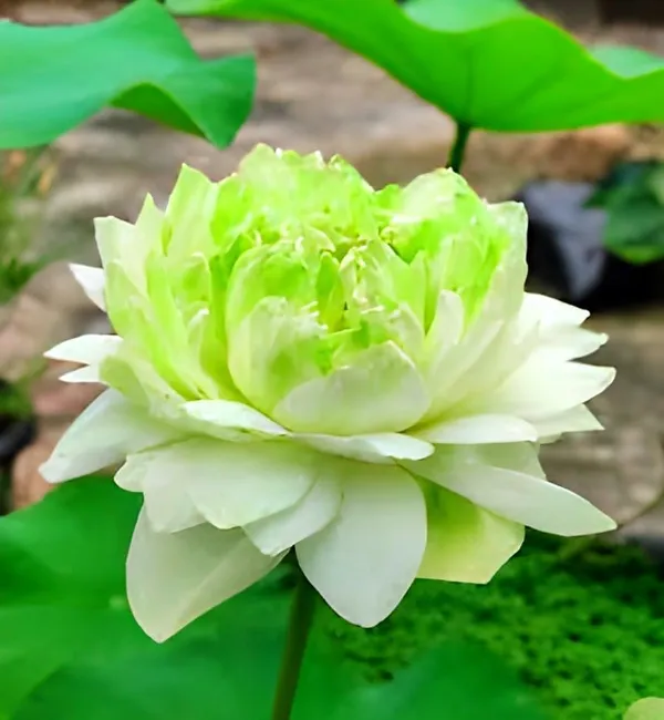 Lotus_Tuber_Plant_For_Water_Garden