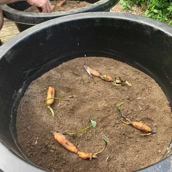 Lotus_Tuber_Plant_For_Water_Garden
