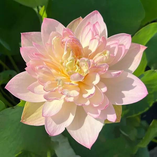 Lotus_Tuber_Plant