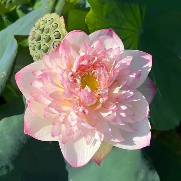 Lotus_Tuber_Plant
