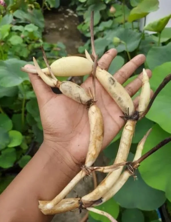 Lotus_Tuber_Plant
