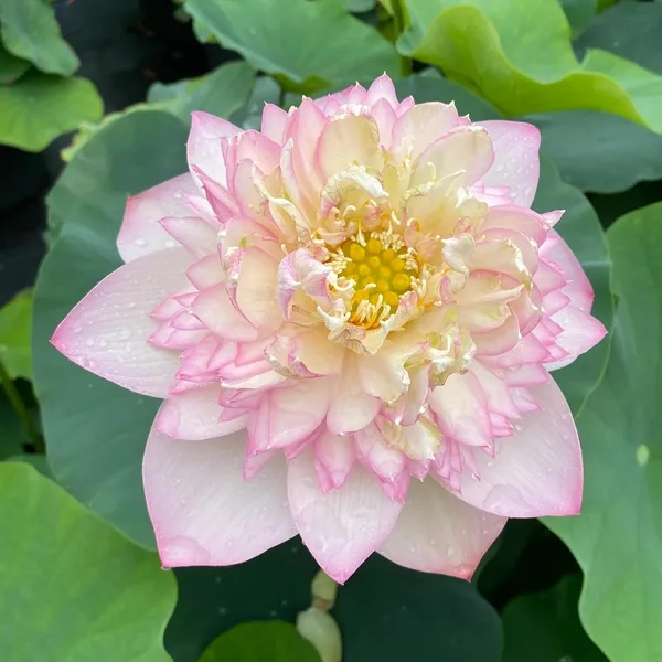 Lotus_Tuber_Plant