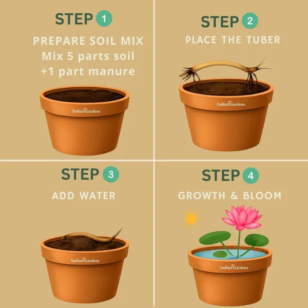 Lotus_Tuber_Plant