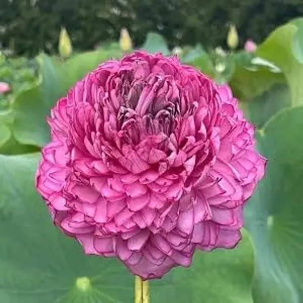 Lotus_Tuber_Plant
