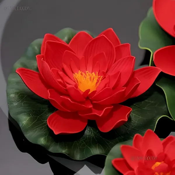 Lotus_Tuber_Live_Plant