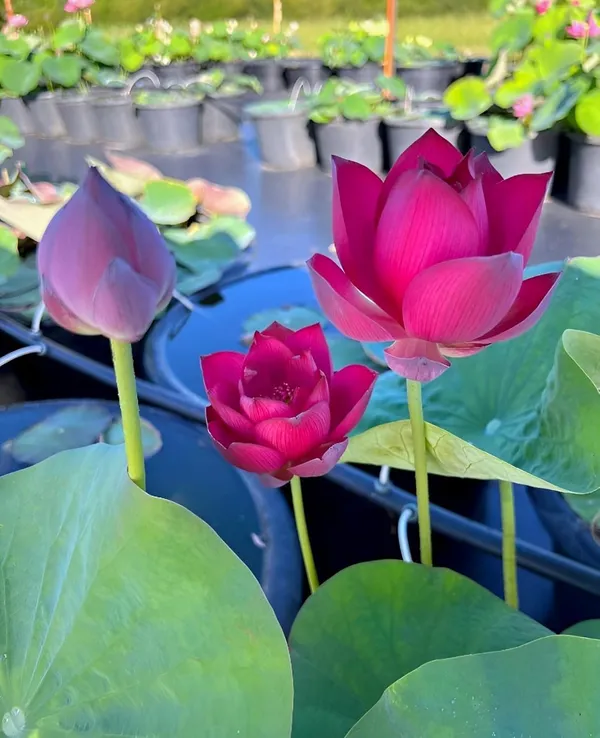 Lotus_Tuber_Live_Plant