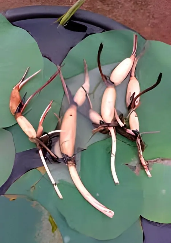 Lotus_Tuber_Live_Plant