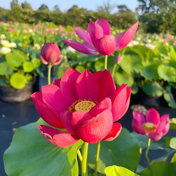 Lotus_Tuber_Live_Plant